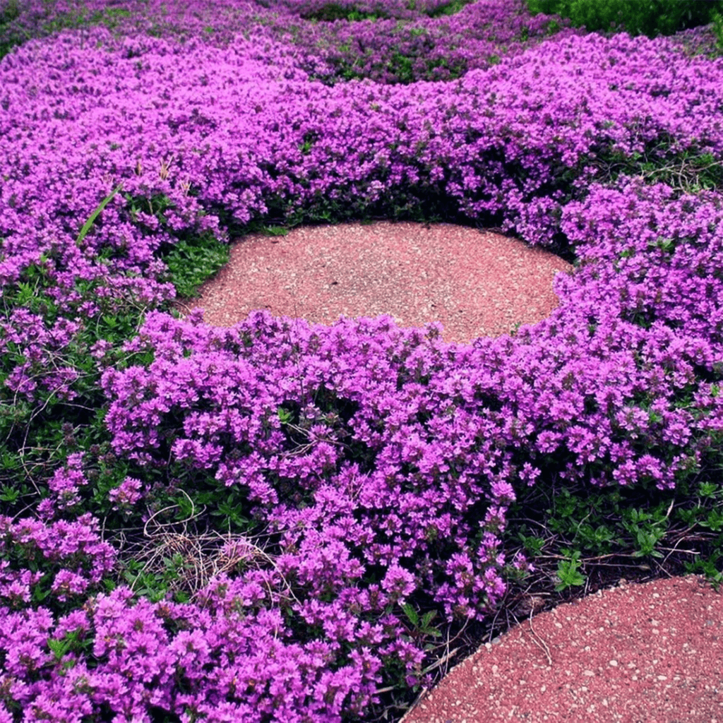Rock Garden Thyme Seeds