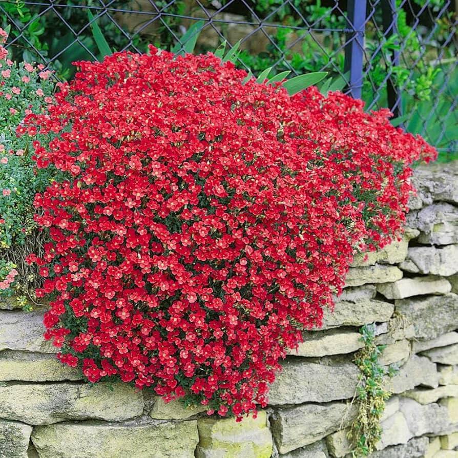 Rock Cress Seeds – Red Aubrieta