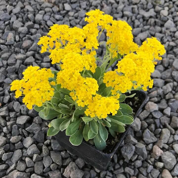 Rock Cress Seeds – Yellow