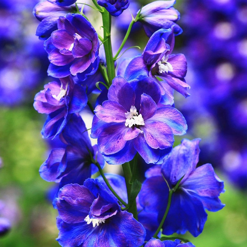 Rocket Larkspur Consolida Ajacis Seeds 