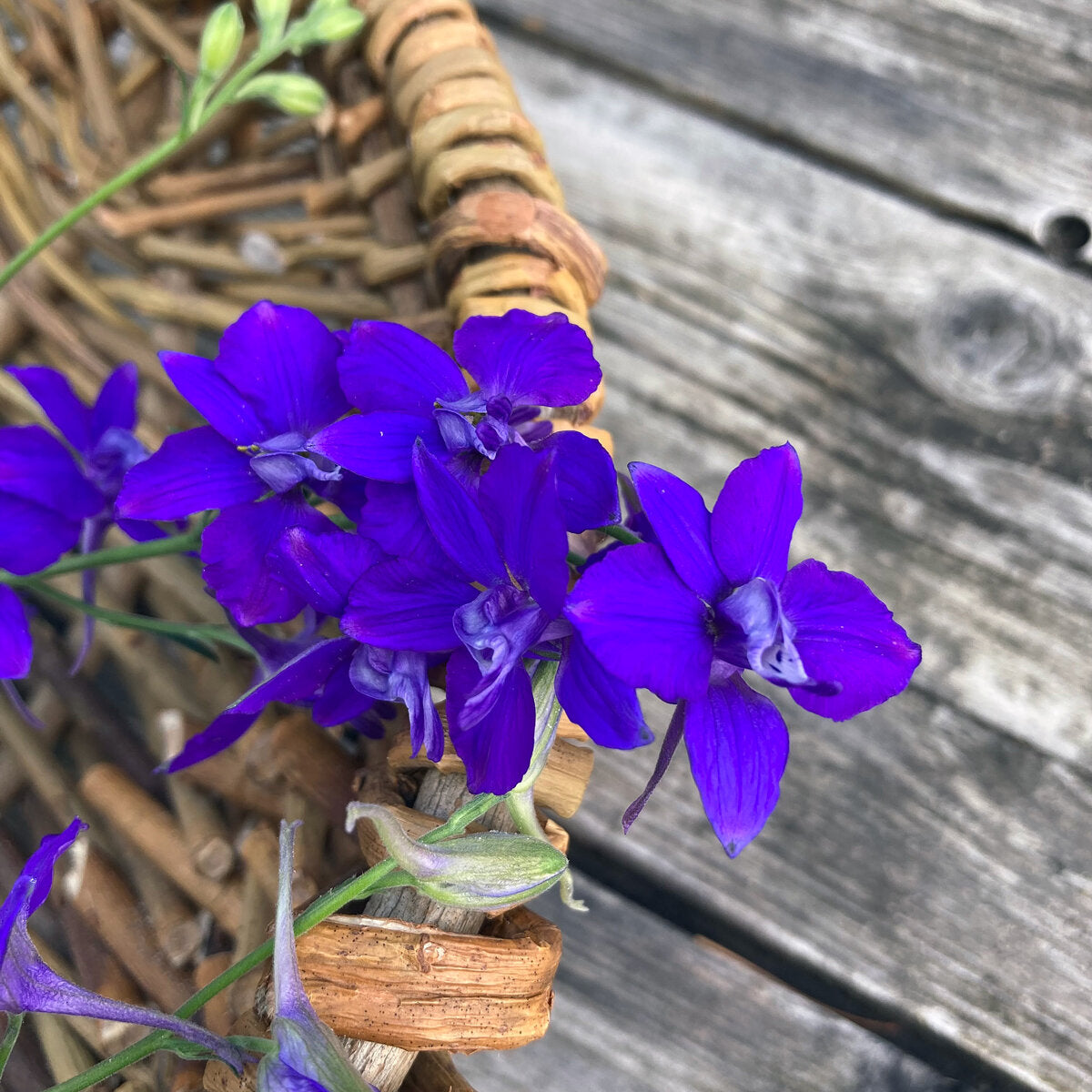 Rocket Larkspur Consolida Ajacis Seeds 
