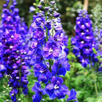 Rocket Larkspur Consolida Ajacis Seeds 