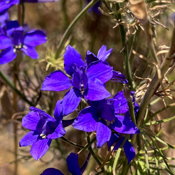 Rocket Larkspur Consolida Ajacis Seeds 
