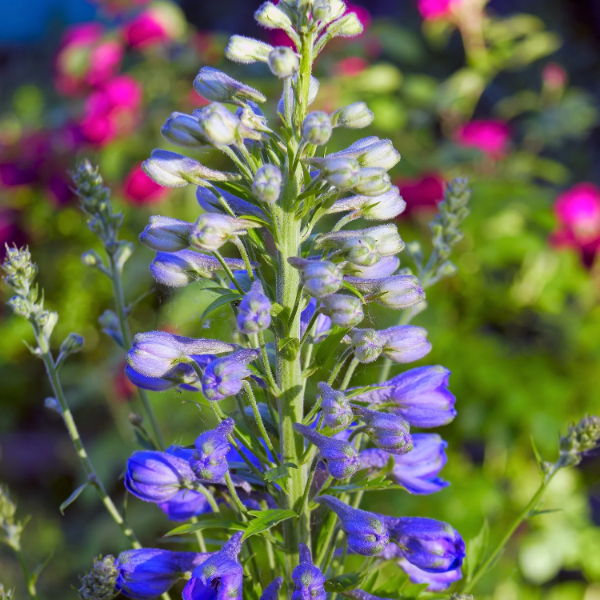 Rocket Larkspur Consolida Ajacis Seeds 