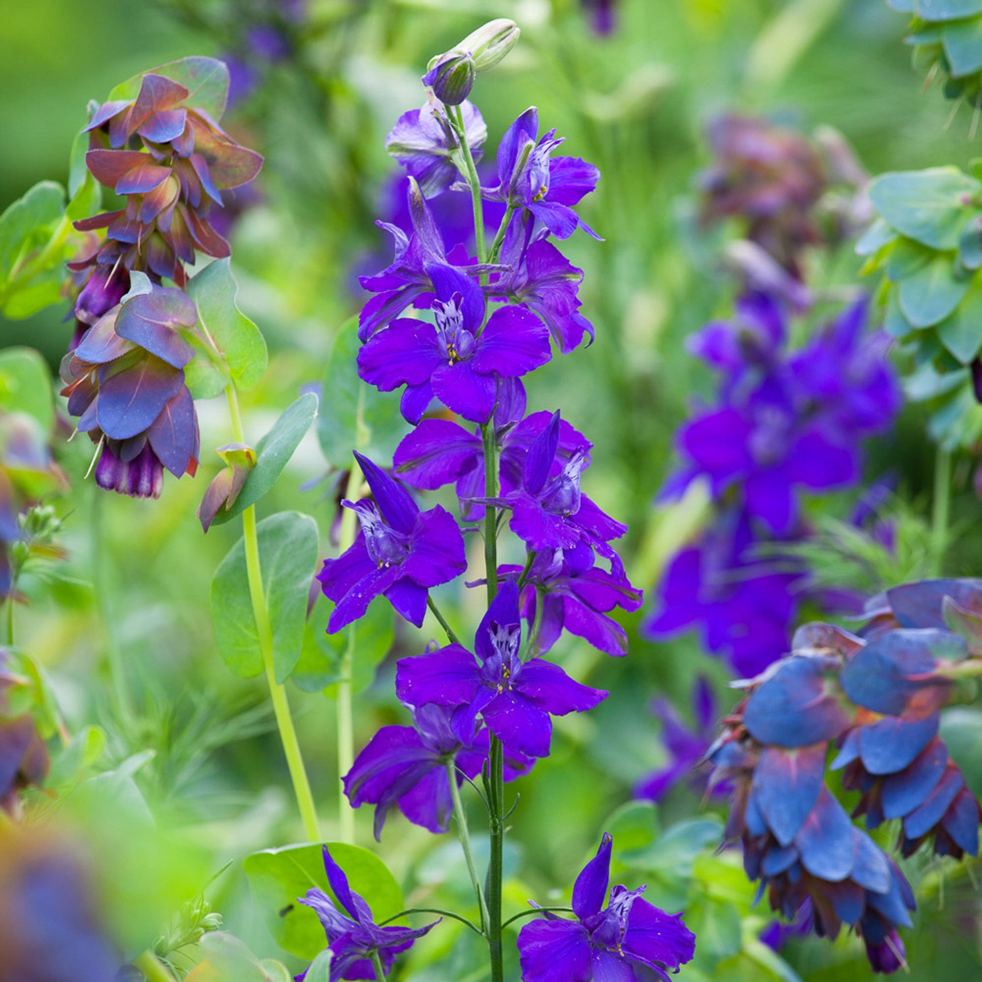 Rocket Larkspur Consolida Ajacis Seeds 
