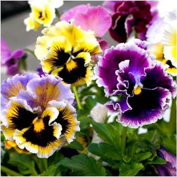 Pansy Rococo Seeds – Double Heirloom