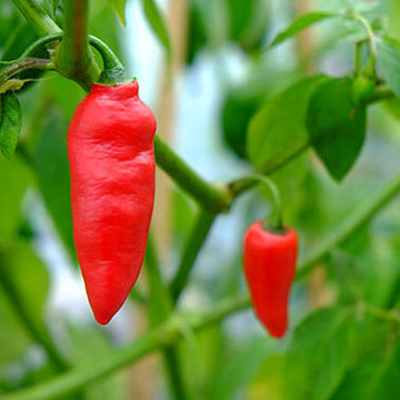 Rocoto Aji Largo Seeds