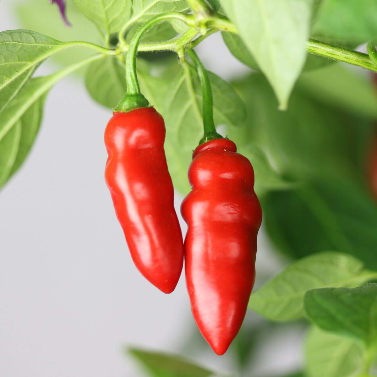 Rocoto Seeds – Shop Rare Hot Pepper Varieties Online
