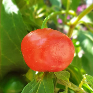 Rocoto Pepper Seeds - Red Manzano