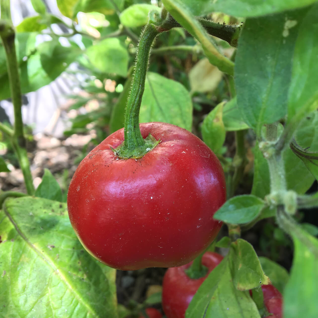 Mini Rocoto Red Pepper Red Manzano Rocoto Pepper Seeds | Hot Garden Peppers