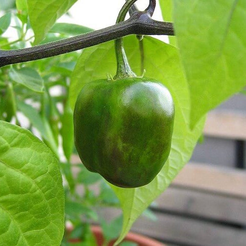 Rocoto Pepper Seeds - Vegetable Plant