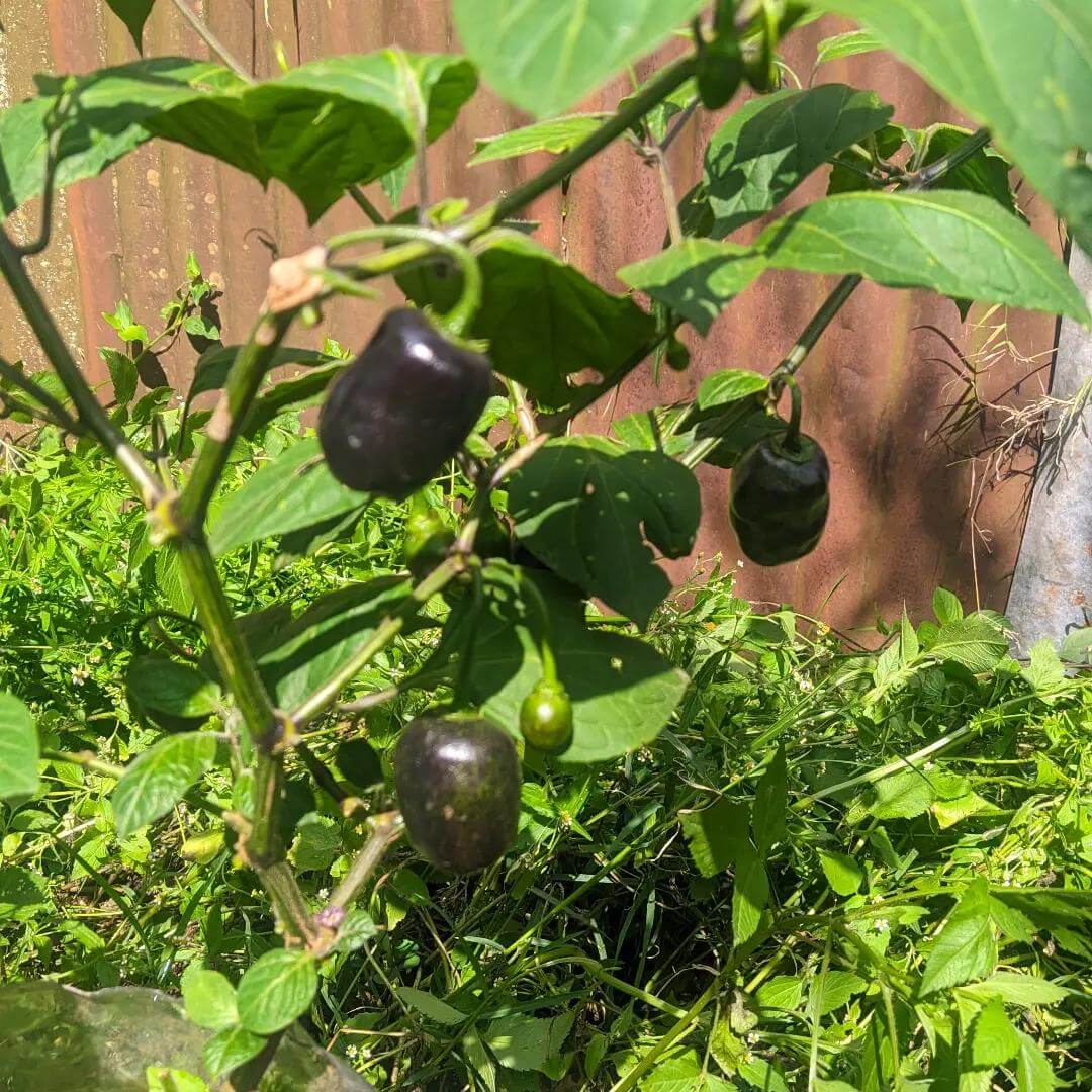 Rocoto Pepper Seeds - Vegetable Plant