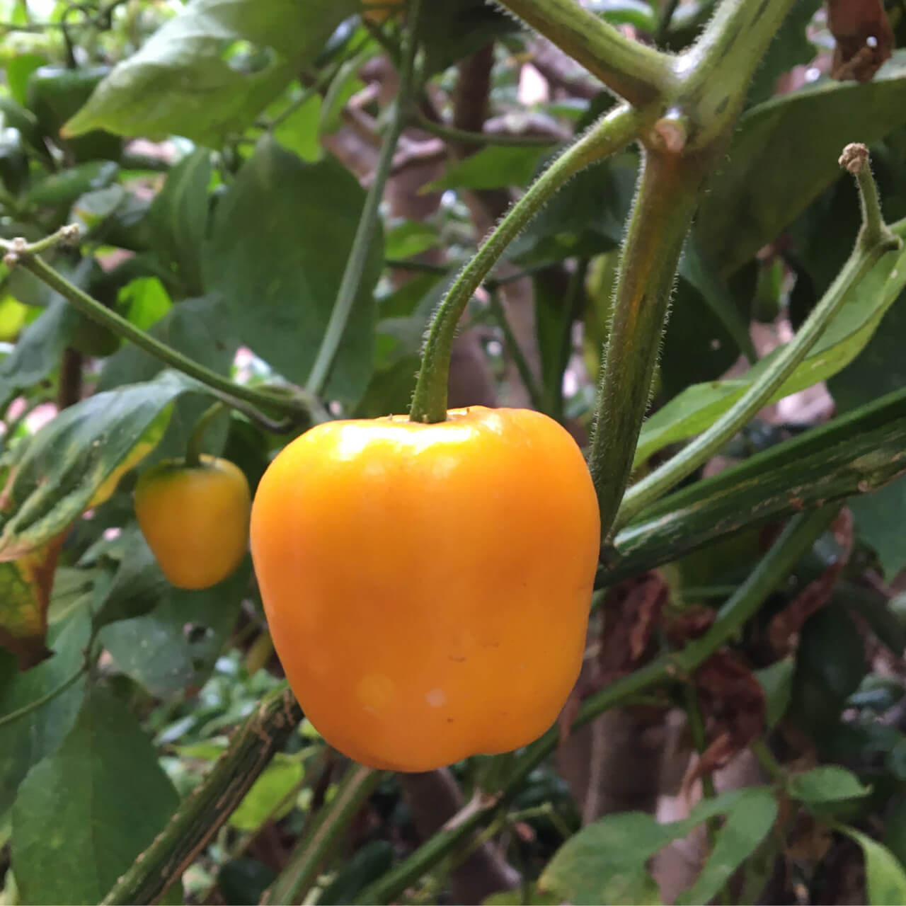 Rocoto Pepper Seeds - Vegetable Plant