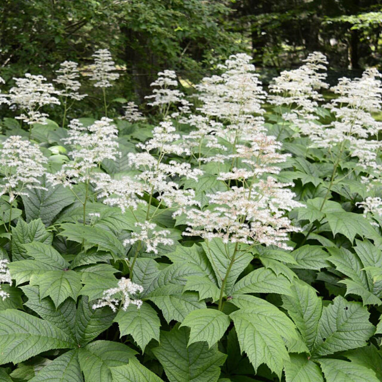 Rodgersia Seeds – Wildflower Mix
