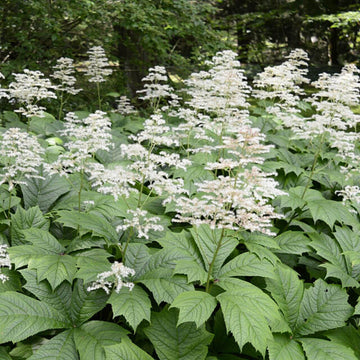 Rodgersia Seeds – Wildflower Mix