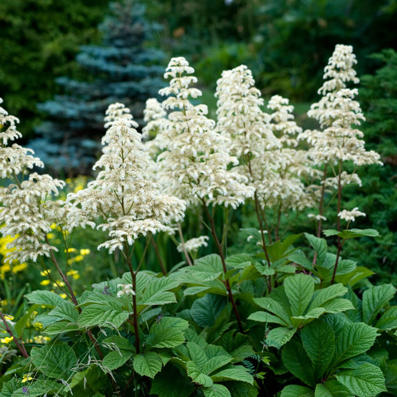 Rodgersia Seeds – Wildflower Mix