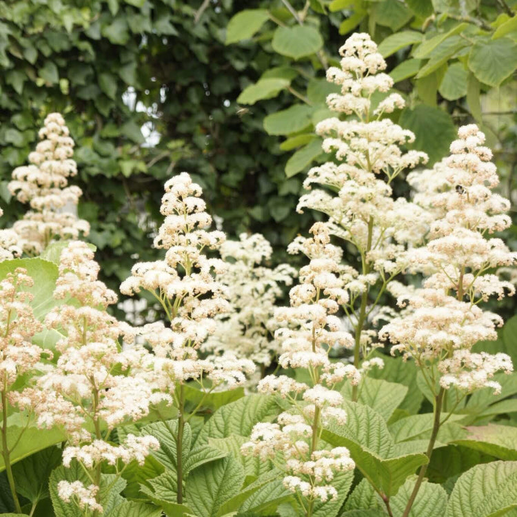 Rodgersia Seeds – Wildflower Mix