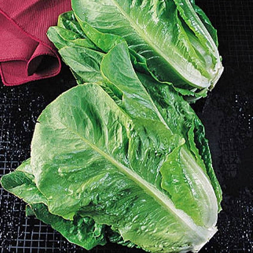 Roman Lettuce Seeds
