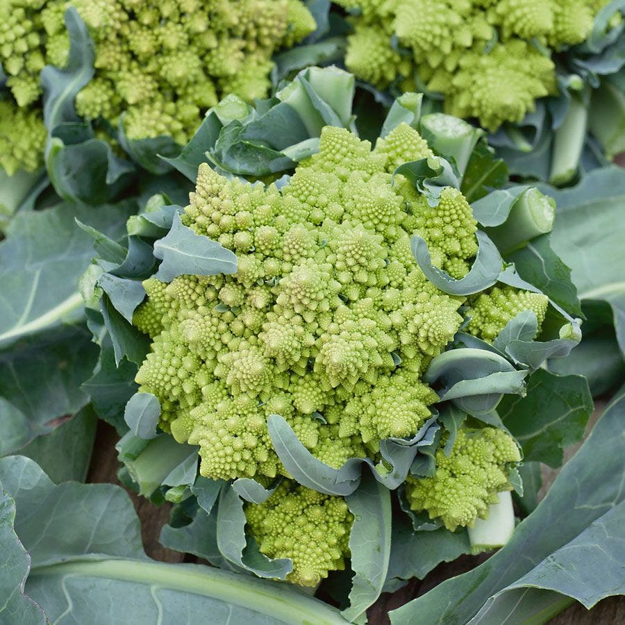 Romanesco Broccoli Cauliflower Seeds