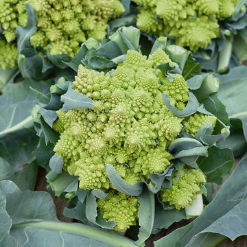 Romanesco Broccoli Cauliflower Seeds