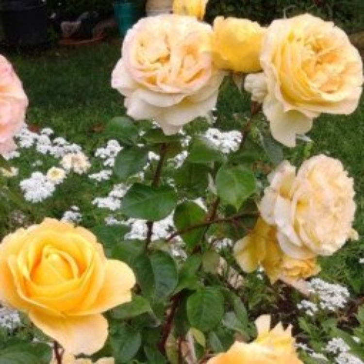 Rosa Banksiae Seeds – Wildflower Mix