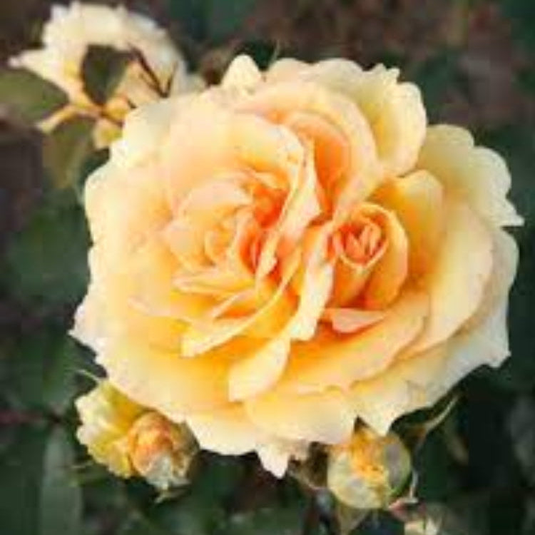 Rosa Banksiae Seeds – Wildflower Mix