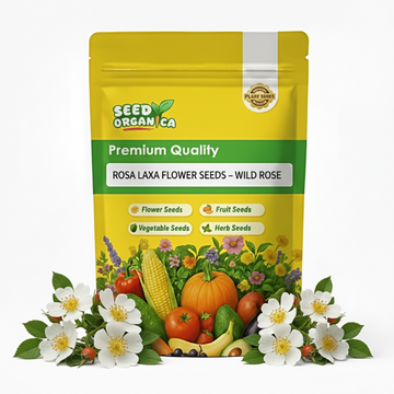 Rosa Laxa Flower Seeds – Wild Rose