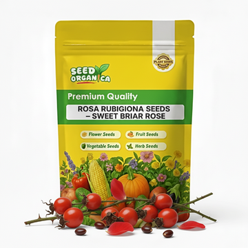 Rosa Rubiginosa Seeds – Sweet Briar Rose