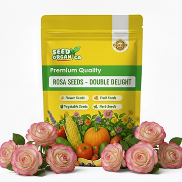 Rosa Seeds - Double Delight
