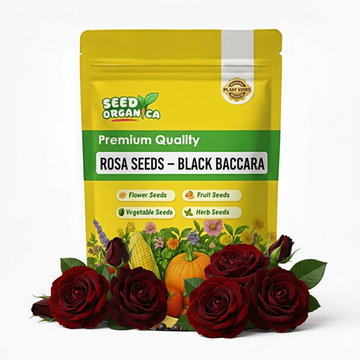 Rosa Seeds – Black Baccara
