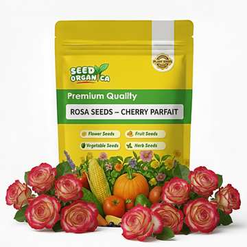 Rosa Seeds – Cherry Parfait