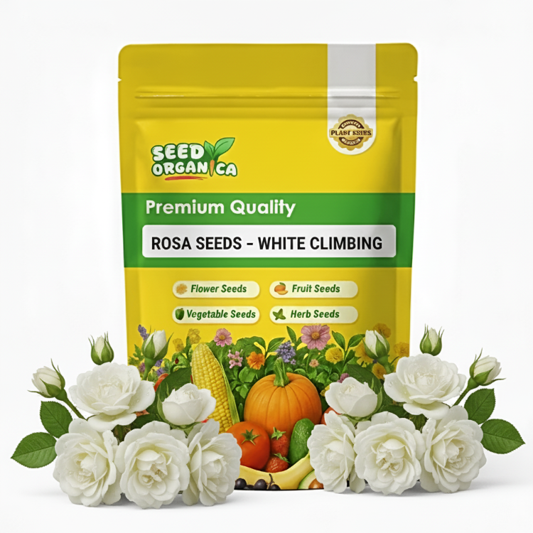 Rosa Seeds – White Climbing