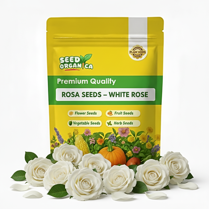 Rosa  Seeds – White Rose