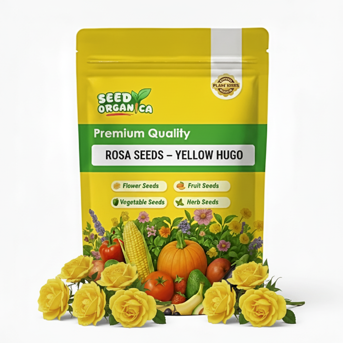 Rosa  Seeds – Yellow Hugo
