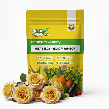 Rosa Seeds – Yellow Rainbow