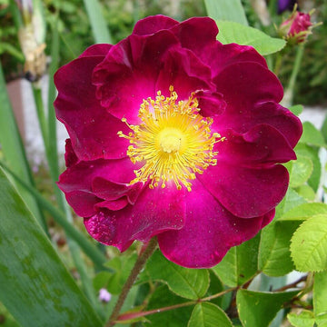 Rosa rugosa Seeds – Maroon Rugosa Rose