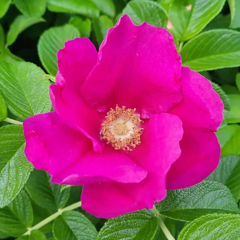 Rosa rugosa Seeds – Kartoffelrose