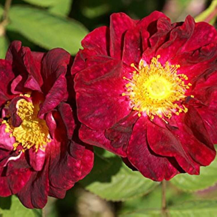 Rosa rugosa Seeds – Maroon Rugosa Rose