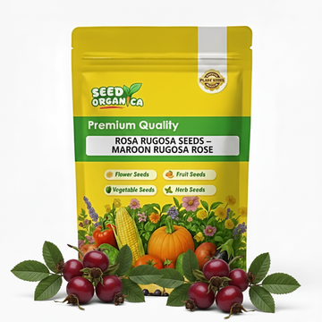 Rosa rugosa Seeds – Maroon Rugosa Rose