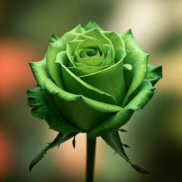 Rosa spp. Seeds – Army Green