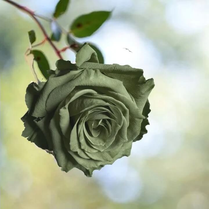 Rosa spp. Seeds – Army Green