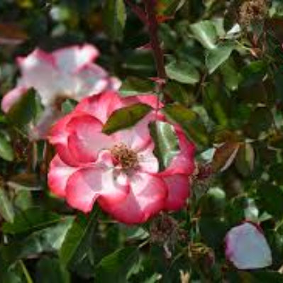Rosa spp. Seeds – Betty Boop