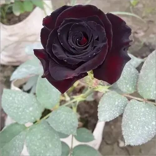 Rosa spp. Seeds – Black Red Climbing