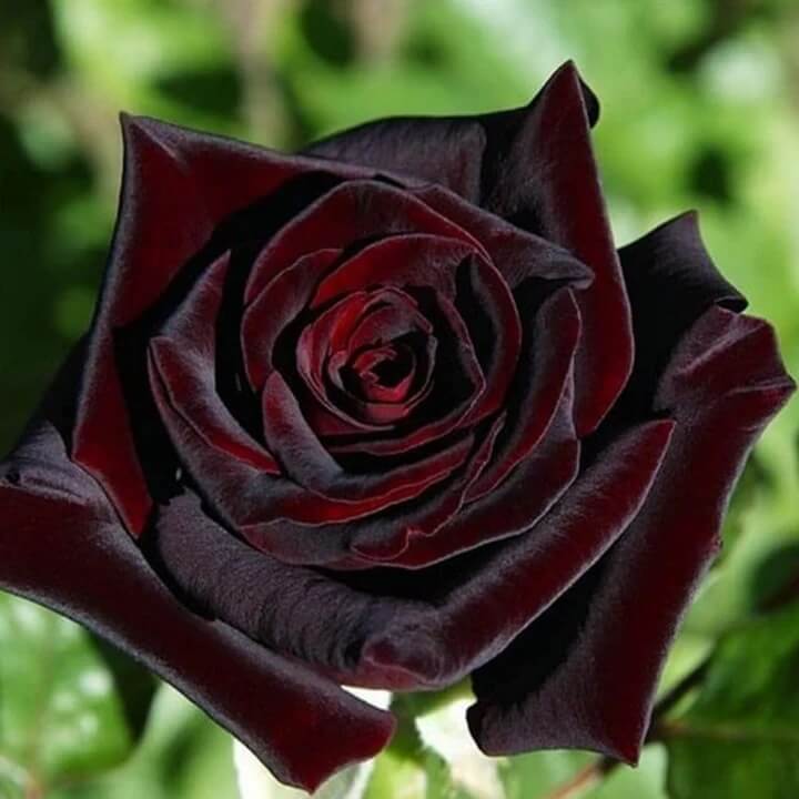 Rosa spp. Seeds – Black Red Climbing