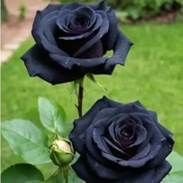 Rosa spp. Seeds – Black Rose