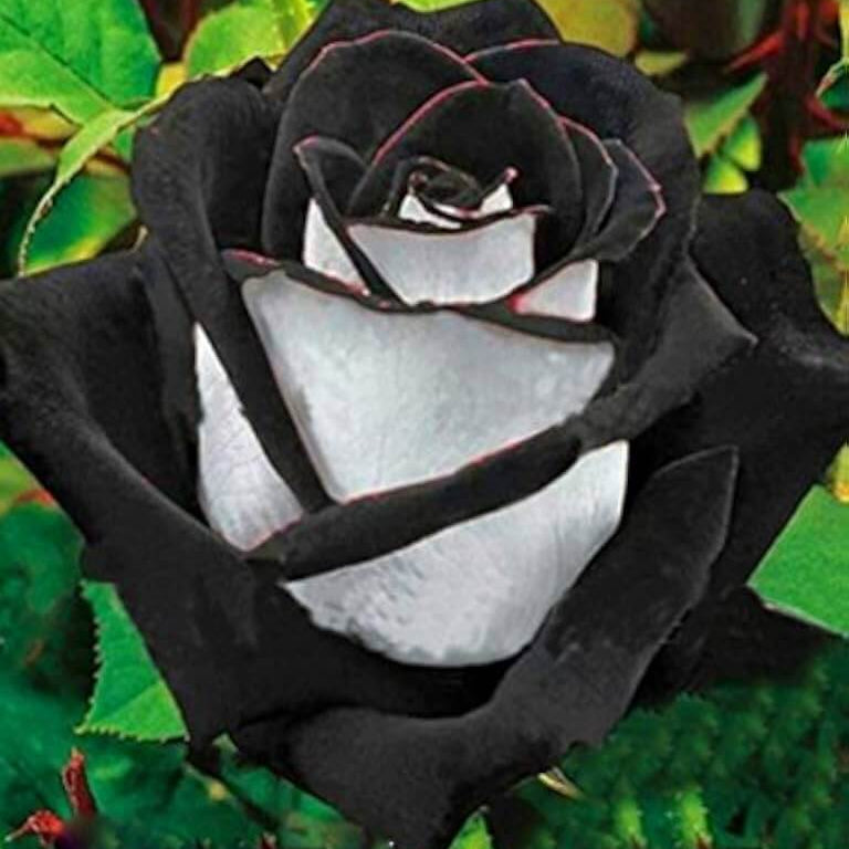 Rosa spp. Seeds – Black & White