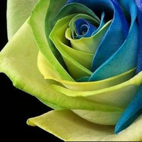 Rosa spp. Seeds – Blue & Green