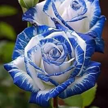 Rosa spp. Seeds – Blue & White