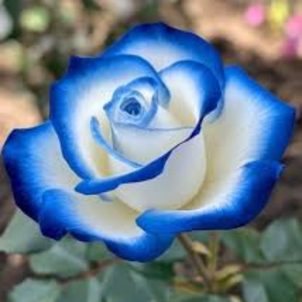 Rosa spp. Seeds – Blue & White