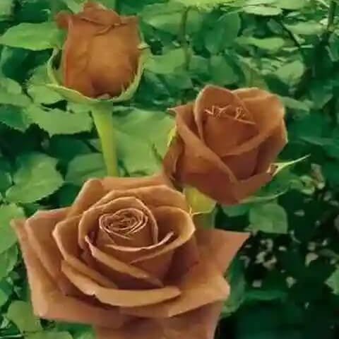 Rosa spp. Seeds – Brown 